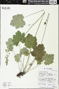 Heuchera richardsonii image