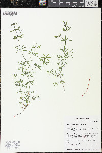 Galium concinnum image