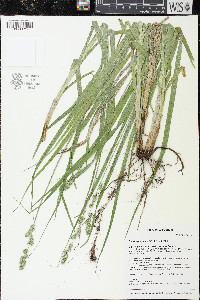 Carex sparganioides image