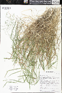 Poa sylvestris image