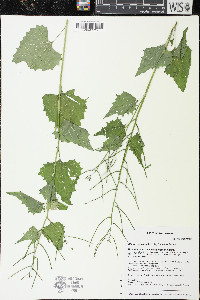 Alliaria petiolata image