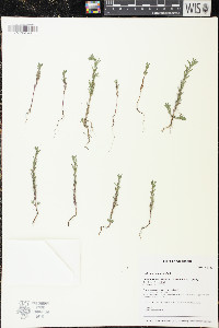 Lythrum hyssopifolia image