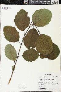 Alnus glutinosa image