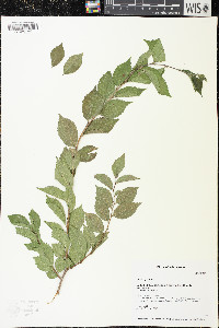 Ulmus pumila image