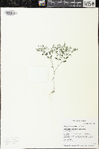 Paronychia canadensis image