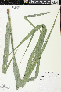 Phragmites australis subsp. australis image