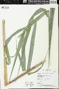 Phragmites australis image