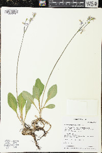 Primula fassettii image