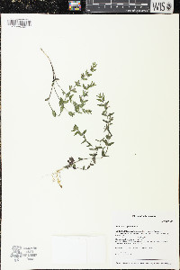Scutellaria parvula image