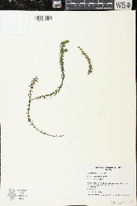 Elodea canadensis image