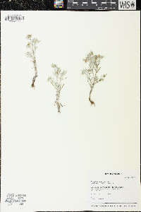 Gnaphalium uliginosum image