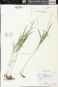 Muhlenbergia mexicana image