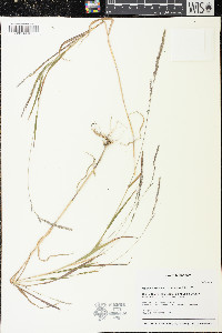 Muhlenbergia mexicana image