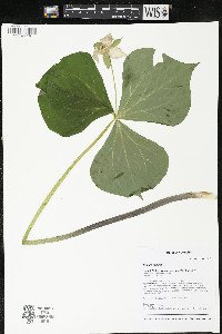 Trillium flexipes image