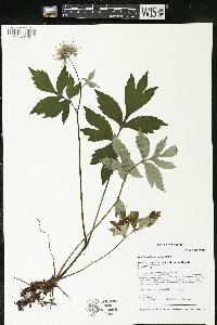 Hydrophyllum virginianum image