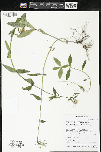 Phlox divaricata var. laphamii image