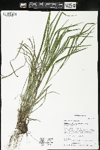 Carex hitchcockiana image