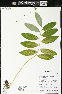 Polygonatum pubescens image