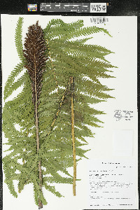 Matteuccia struthiopteris image