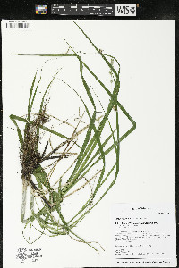 Carex sparganioides image