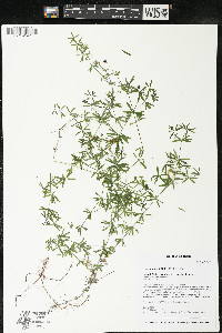 Galium concinnum image