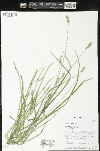 Carex normalis image