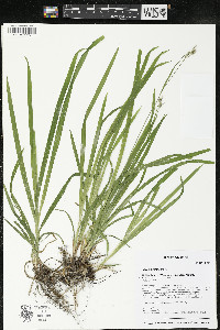 Carex hirtifolia image