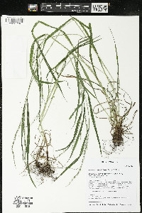 Festuca subverticillata image