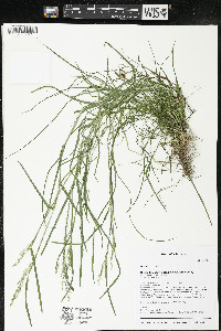 Poa nemoralis image