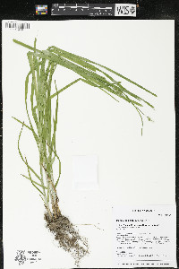 Carex cephaloidea image