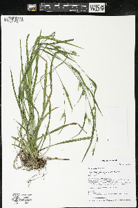 Carex grisea image