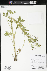 Ranunculus sceleratus image