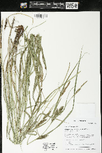 Carex trichocarpa image