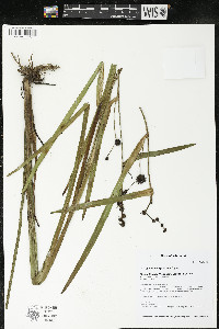 Sparganium eurycarpum image