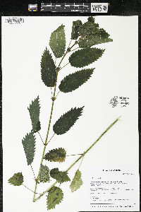 Urtica dioica image