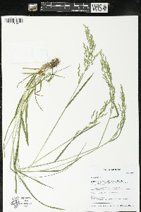 Poa trivialis image