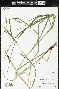 Carex trichocarpa image
