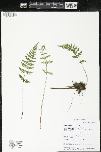 Cystopteris tenuis image