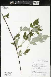 Rubus occidentalis image