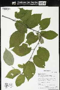 Betula alleghaniensis image