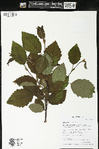 Alnus rugosa image