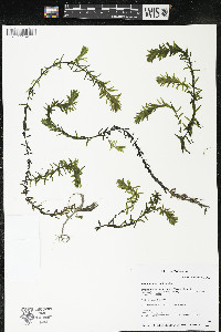 Elodea canadensis image