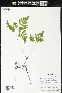 Gymnocarpium dryopteris image