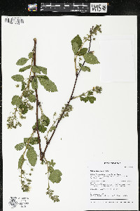 Rubus alumnus image