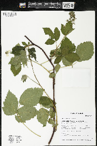 Rubus alumnus image