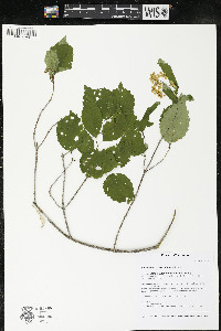 Viburnum rafinesqueanum image