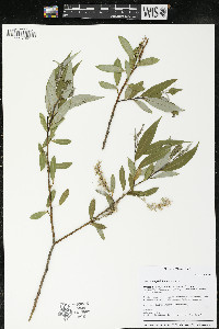 Salix amygdaloides image