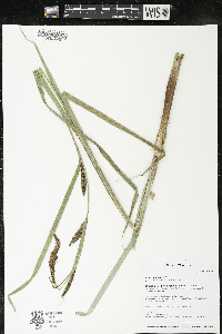 Carex lacustris image