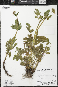 Valeriana sitchensis image