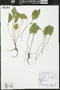 Viola vallicola image